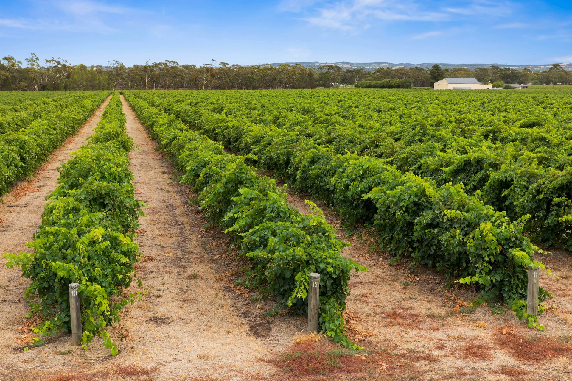 860 Stockwell Road, Angaston Sold by Giordano & Partners - image 3