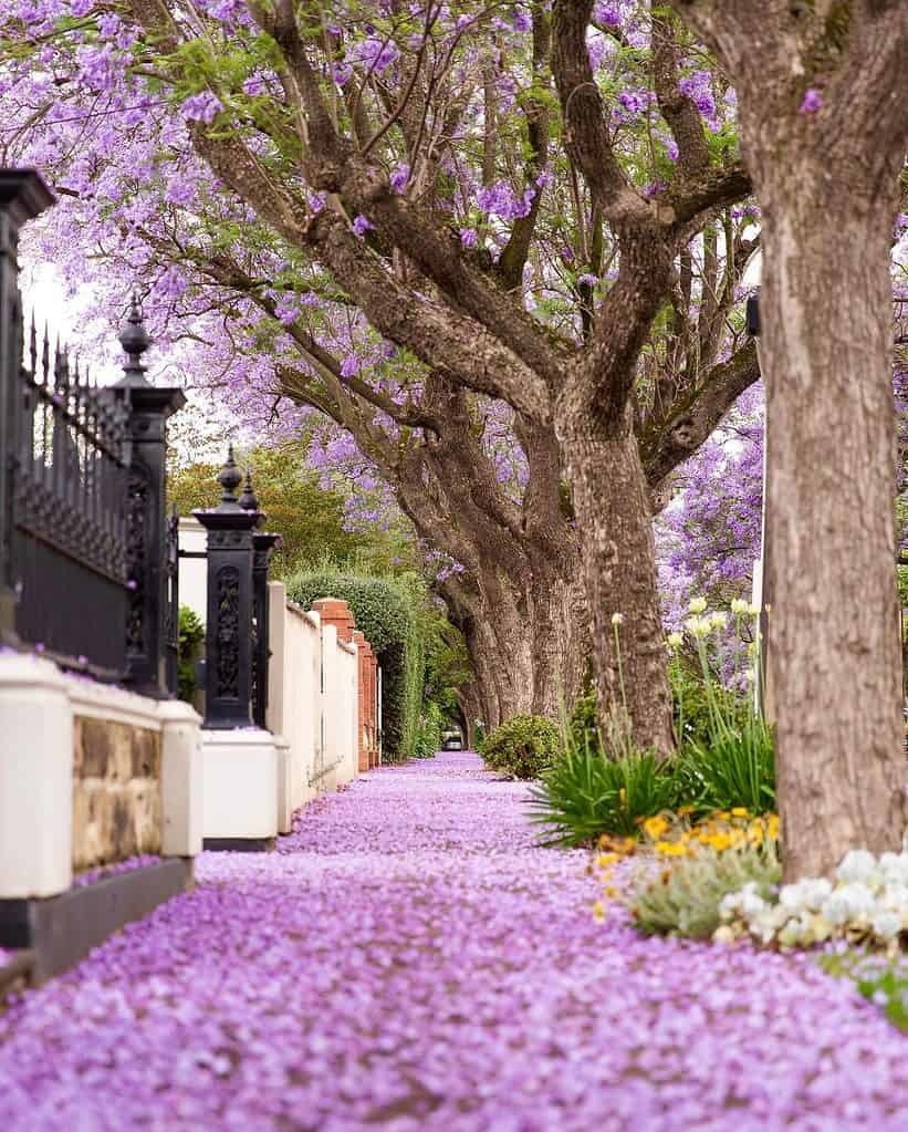 10 Clark Street, Wayville Sold by Giordano & Partners